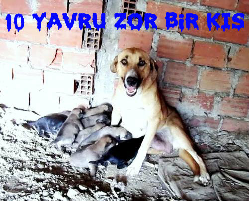 Sokak Köpeklerinin Kaderi Budur Sahipsizlik. 03.11.2012