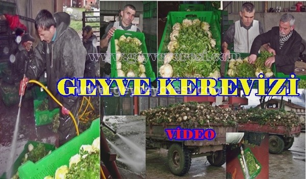 Geyve Kerevizi ve Paketleme Yıkama Serüveni.(21.03.2013)