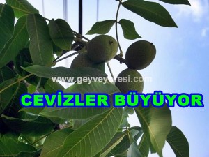 Sakarya Geyve Ceviz Ürünü Olgunlaşmaya Başladı 30 Ağu 2019