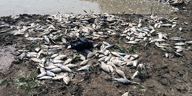Pamukova Mekece Köyünden Geçen Derede Çok Sayıda Ölü Balık Bulundu.