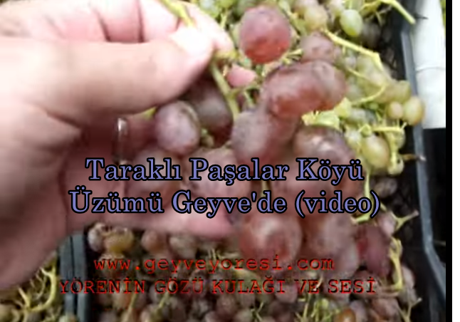 Taraklı Paşalar Köyü Üzümü Geyve’de (video)