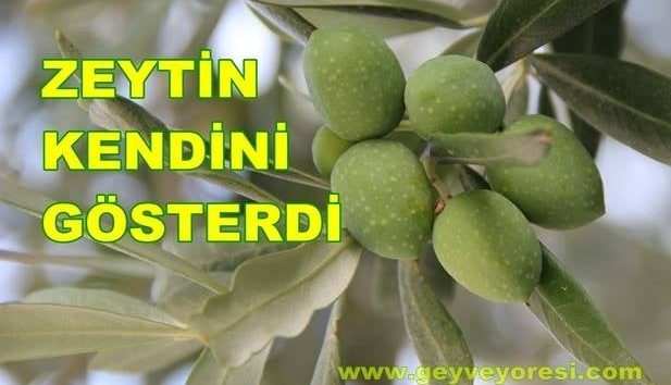 Zeytin Yaprağının Faydaları