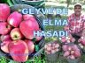 Sakarya Geyve İlçesi Eşme Köyünde Elma Hasadı Yapılıyor