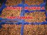 Döngel Muşmula Meyvesinin Tam Zamanı