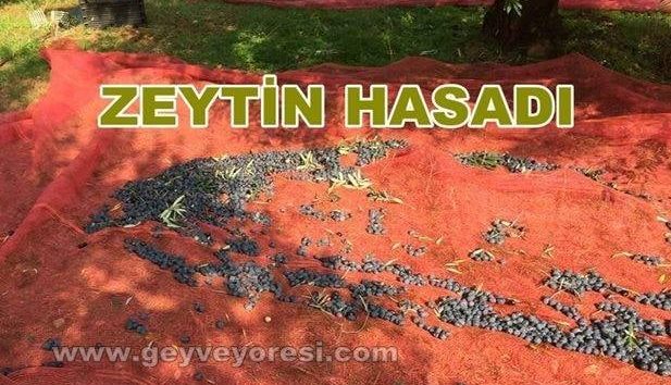 Geyve’de 2018 Yılı Zeytin Hasadı Başladı