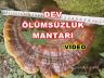 Geyve Boğazı Akıncı Köyü Tabiat Parkında Ölümsüzlük Mantarı Reishi Mantarı