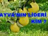 Dünyanın En İyi Ayvası Geyve Ayvası