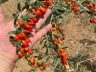 Mucizevi Bitki Goji Berry Geyve Kozan Köyünde Üretildi
