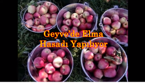 Geyve’de Elma Hasadı Yapılıyor
