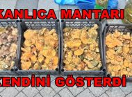 Geyve’de Kanlıca Mantarı Kendini Gösterdi