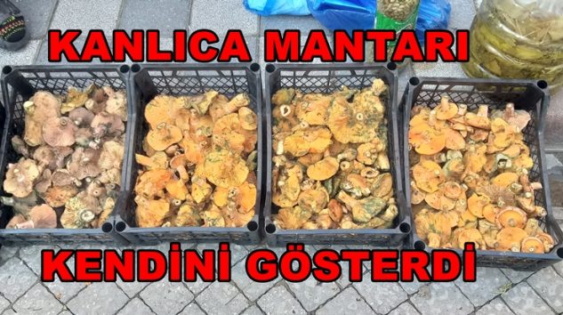 Geyve’de Kanlıca Mantarı Kendini Gösterdi