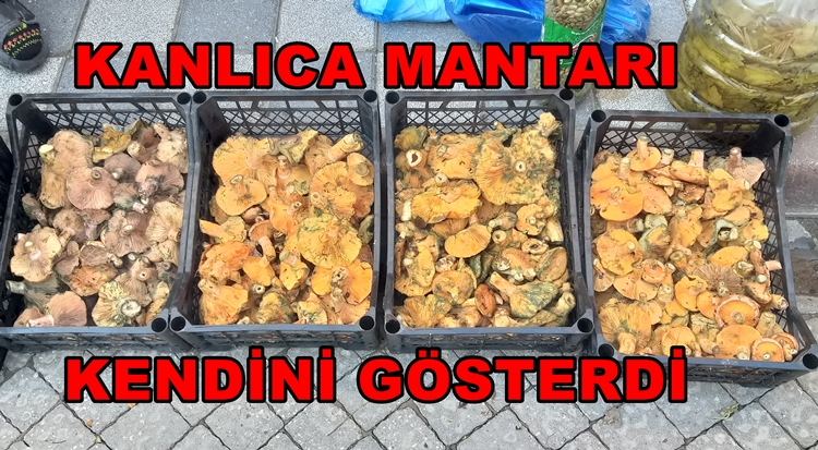 Geyve’de Kanlıca Mantarı Kendini Gösterdi