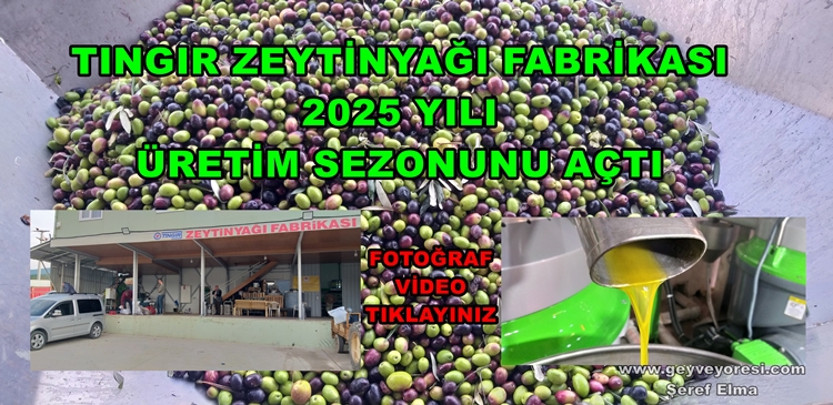 Tıngır Zeytinyağı Geyve