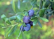 Zeytin Yaprağının Faydaları