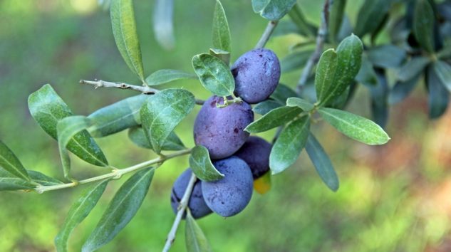 Zeytin Yaprağının Faydaları