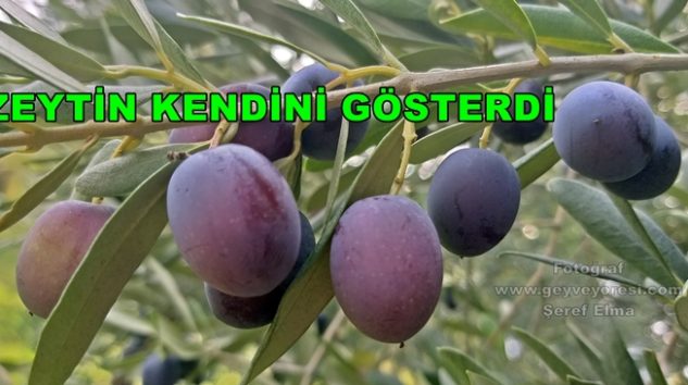 Geyve Yöresi, Zeytin Ürünü Olgunlaşmaya Başladı. Zeytin Yağı Geyve