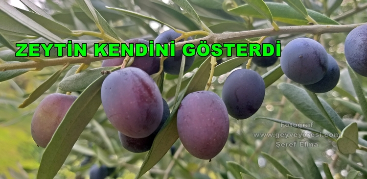 Geyve Yöresi, Zeytin Ürünü Olgunlaşmaya Başladı. Zeytin Yağı Geyve