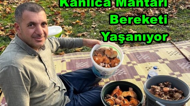 Geyve Yöresi ve Köylerinde Kanlıca Mantarı Bereketi Yaşanıyor 