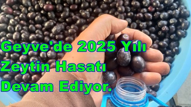 Geyve’de 2025 Yılı Zeytin Hasatı Devam Ediyor.