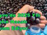 Geyve’de 2025 Yılı Zeytin Hasatı Devam Ediyor.