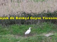Büyük Ak Balıkçıl Geyve Yöresinde Kış Boyu Kendini Gösterdi