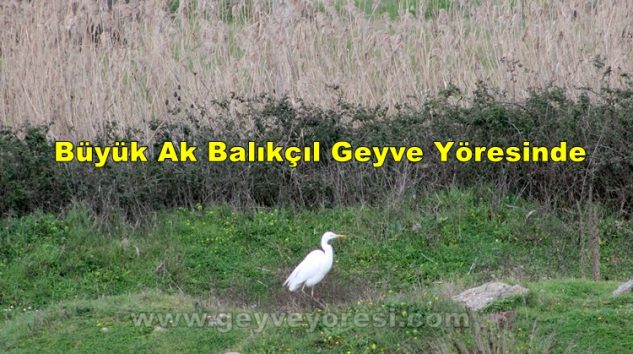 Büyük Ak Balıkçıl Geyve Yöresinde Kış Boyu Kendini Gösterdi