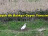 Büyük Ak Balıkçıl Geyve Yöresinde Kış Boyu Kendini Gösterdi