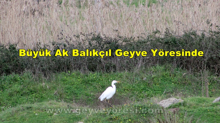 Büyük Ak Balıkçıl Geyve Yöresinde Kış Boyu Kendini Gösterdi.