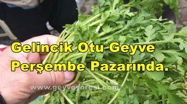 Gelincik Otu Geyve Perşembe Pazarında Satışa Sunuldu.