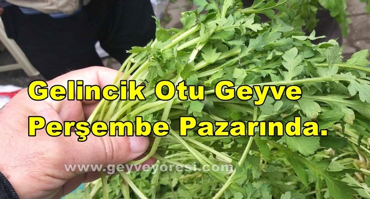 Gelincik Otu Geyve Perşembe Pazarında Satışa Sunuldu.