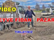 Geyve Fidan Pazarı Açıldı. Meyve Fidanı Satışları Başladı.