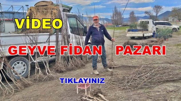 Geyve Fidan Pazarı Açıldı. Meyve Fidanı Satışları Başladı.
