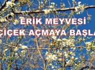 Geyve Yöresi ve Civarında Güneş Kendini Gösterince Erik Meyvesi Çiçek Açmaya Başladı
