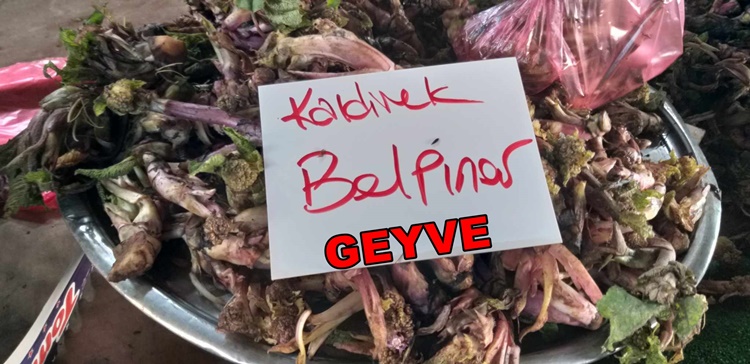 Geyve Yöresinde Kaldirik Belpınar Köyünden