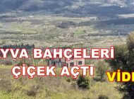 Geyve Ayva Bahçesi Çiçek Açtı. Ayva Tarlaları Beyaza Büründü.(video)