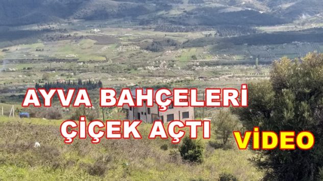 Geyve Ayva Bahçesi Çiçek Açtı. Ayva Tarlaları Beyaza Büründü.(video)