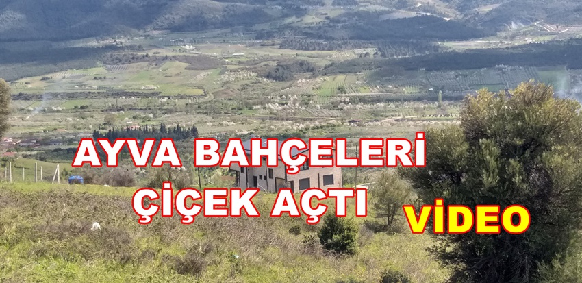 Geyve Ayva Bahçesi Çiçek Açtı. Ayva Tarlaları Beyaza Büründü.(video)