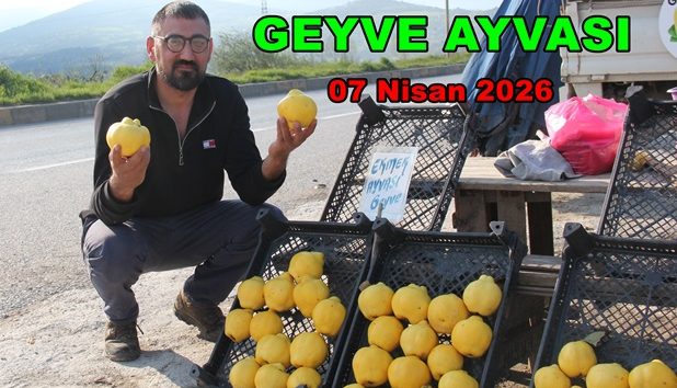 Eşme Köyü Çiftçilerinden Kadir Ergin, Bu Tarihte Geyve Ayvası Satıyor