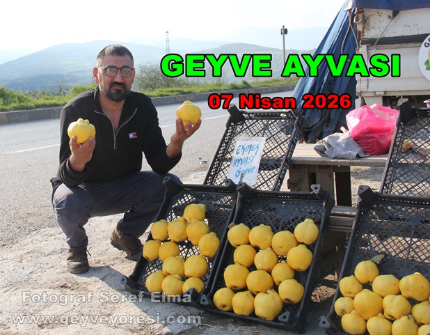 Eşme Köyü Çiftçilerinden Kadir Ergin, Bu Tarihte Geyve Ayvası Satıyor