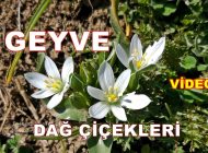 Geyve Dağ Çiçekleri Papatya Kır Çiçekleri