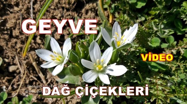 Geyve Dağ Çiçekleri Papatya Kır Çiçekleri
