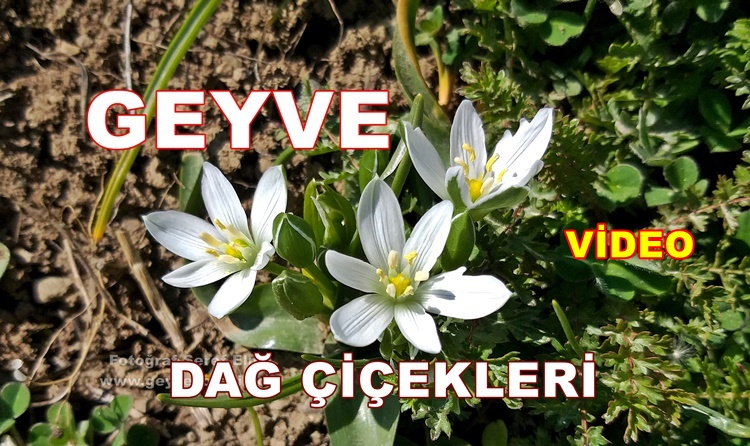 Geyve Dağ Çiçekleri Papatya Kır Çiçekleri