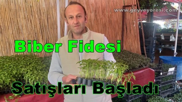 Geyve İlçesinde Yaz Sezonu İçin Biber ve Çeşitleri Fidesi Satışları Başladı