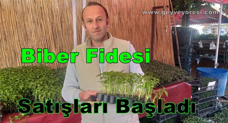 Geyve İlçesinde Yaz Sezonu İçin Biber ve Çeşitleri Fidesi Satışları Başladı