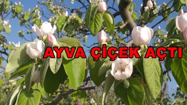 Sakarya İlinin Meyve Bahçesi Geyve İlçesinin Dünyaca Ünlü Geyve Ayvası Çiçek Açtı.