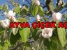 Sakarya İlinin Meyve Bahçesi Geyve İlçesinin Dünyaca Ünlü Geyve Ayvası Çiçek Açtı.