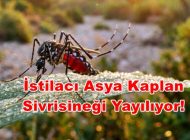 Kapıdaki Yeni Tehlike: İstilacı Asya Kaplan Sivrisineği Yayılıyor!