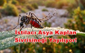 Kapıdaki Yeni Tehlike: İstilacı Asya Kaplan Sivrisineği Yayılıyor!