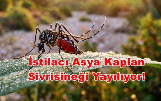Kapıdaki Yeni Tehlike: İstilacı Asya Kaplan Sivrisineği Yayılıyor!