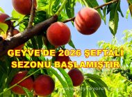 Sakarya Geyve İlçesinde 2026 Şeftali Sezonu Başlamıştır